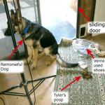 The Blacktown Dog Burglar - Dog Proof Locks Required